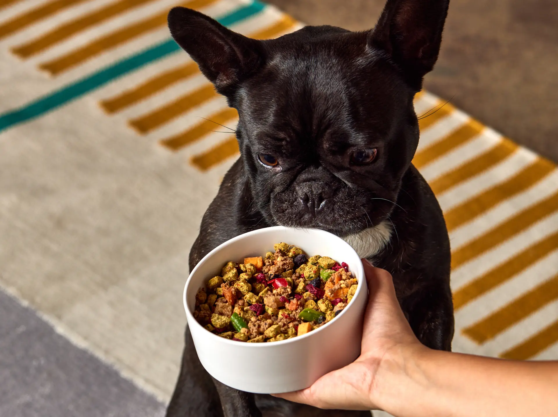 PetPlate Human-Grade Fresh Dog Food