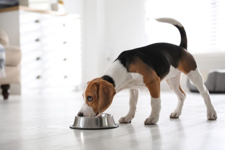 Benefits of a Balanced Diet: How to Supplement Your Pet's Nutrition