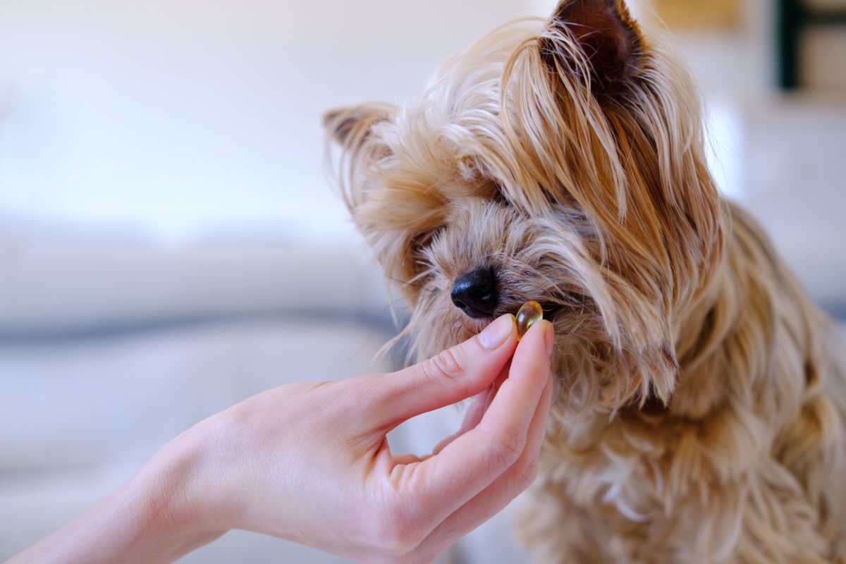 Benefits of a Balanced Diet: How to Supplement Your Pet's Nutrition