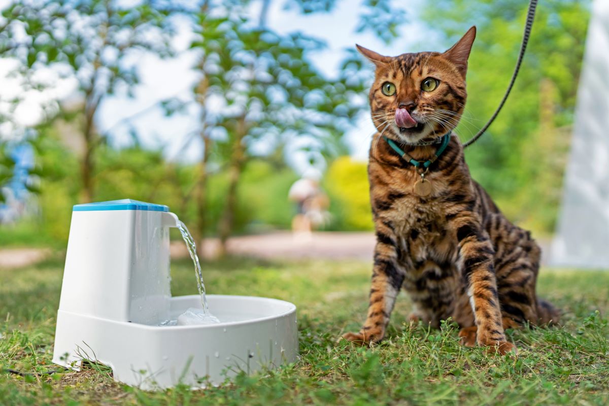 hydration tips for pets