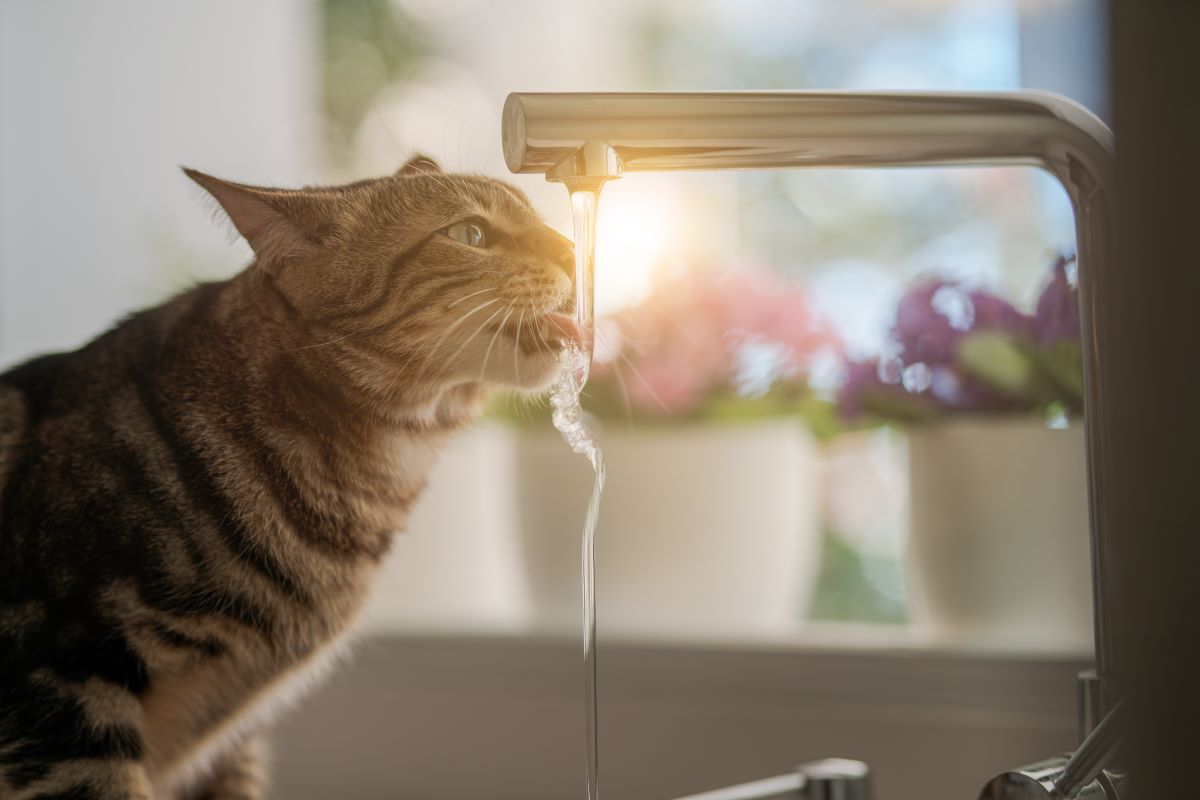 hydration tips for pets