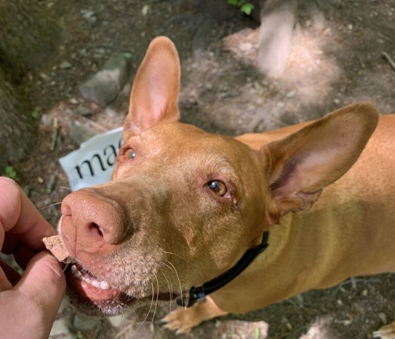 Meav Treats Freya