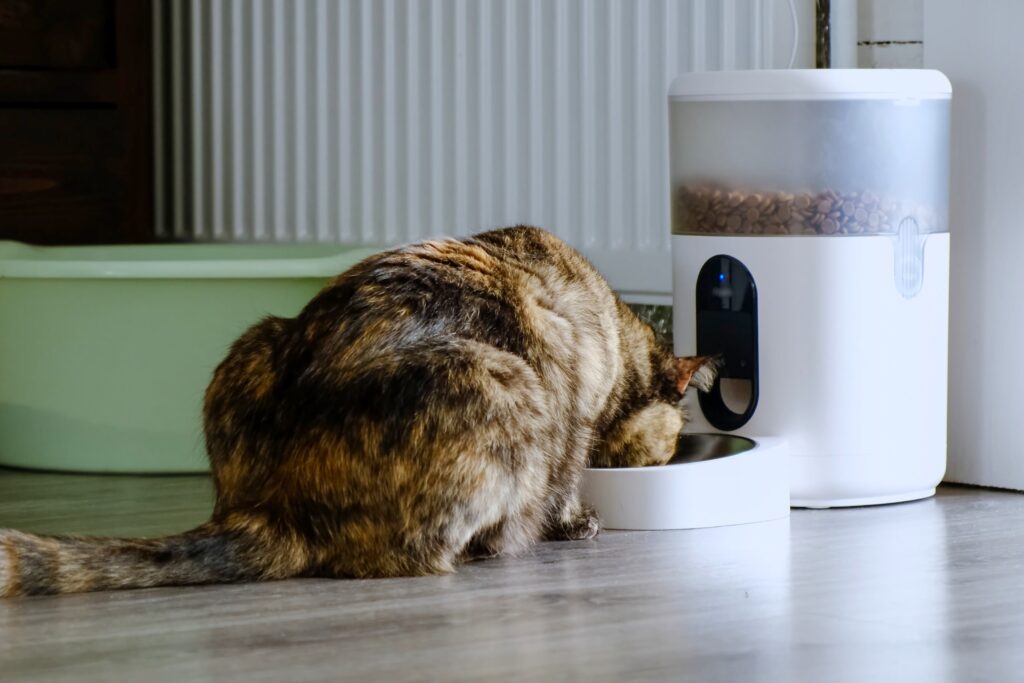 Automatic Cat Feeder Guide