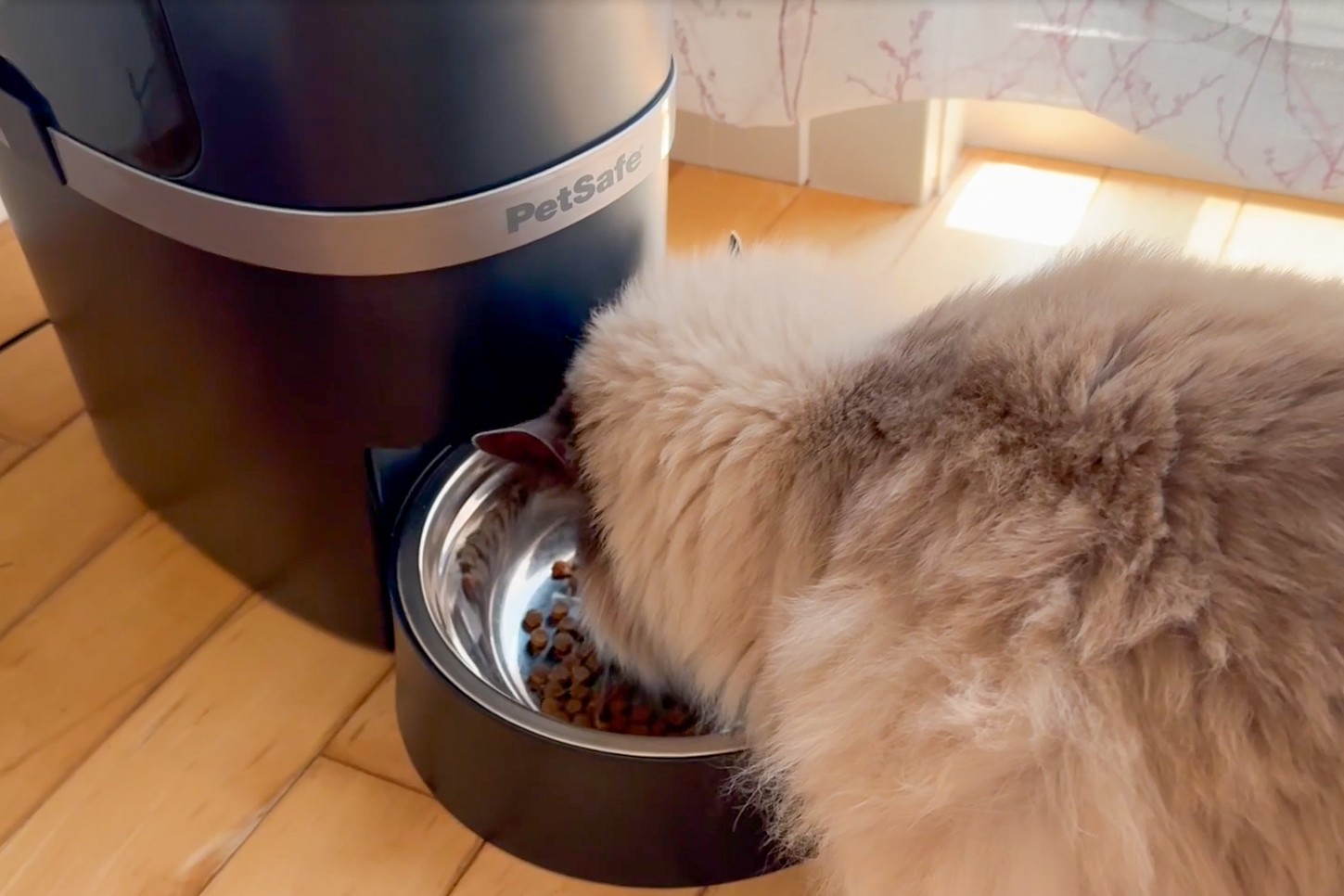 Image showcasing Automatic Cat Feeder Guide: Timing, Portability, and Peace of Mind ...