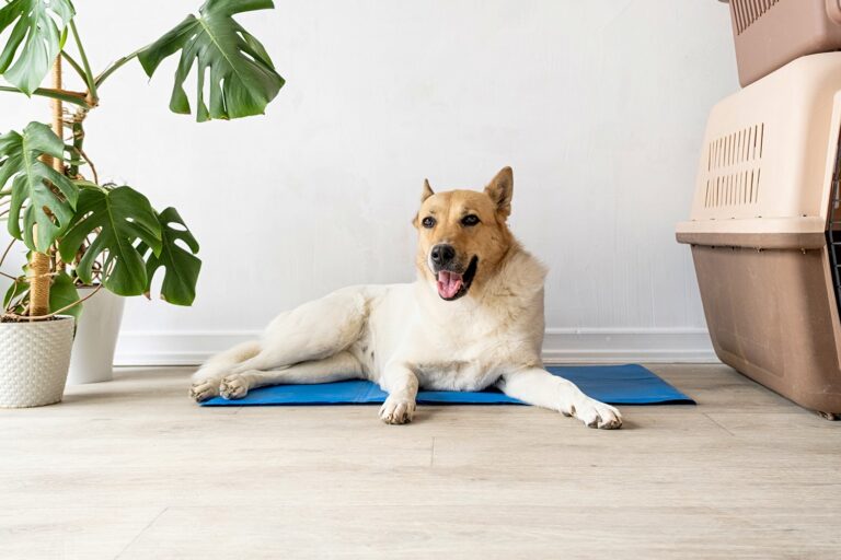 Does Your Dog Need a Cooling Mat? Here’s What to Look For