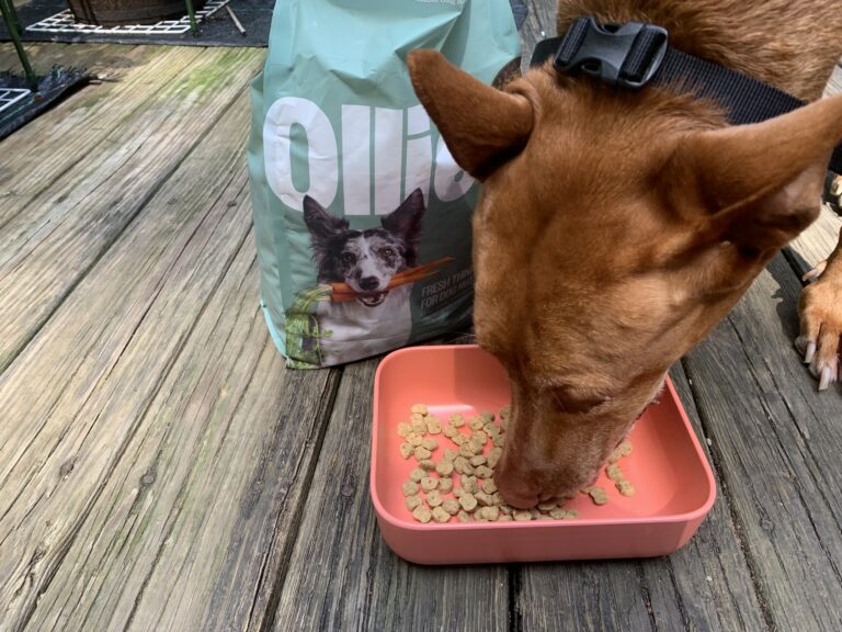 Ollie Baked Recipe Freya Eating