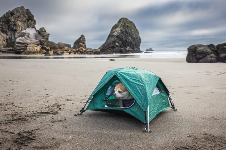 Why Dog Tents Are the New Must-Have for Travel-Savvy Pet Parents