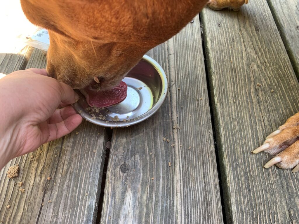 RaisedRight Fresh Dog Food Review Licking Bowl Clean