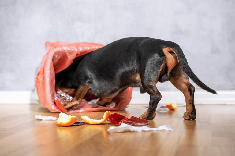 Best Dog-Proof Trash Cans to Keep Curious Noses Out