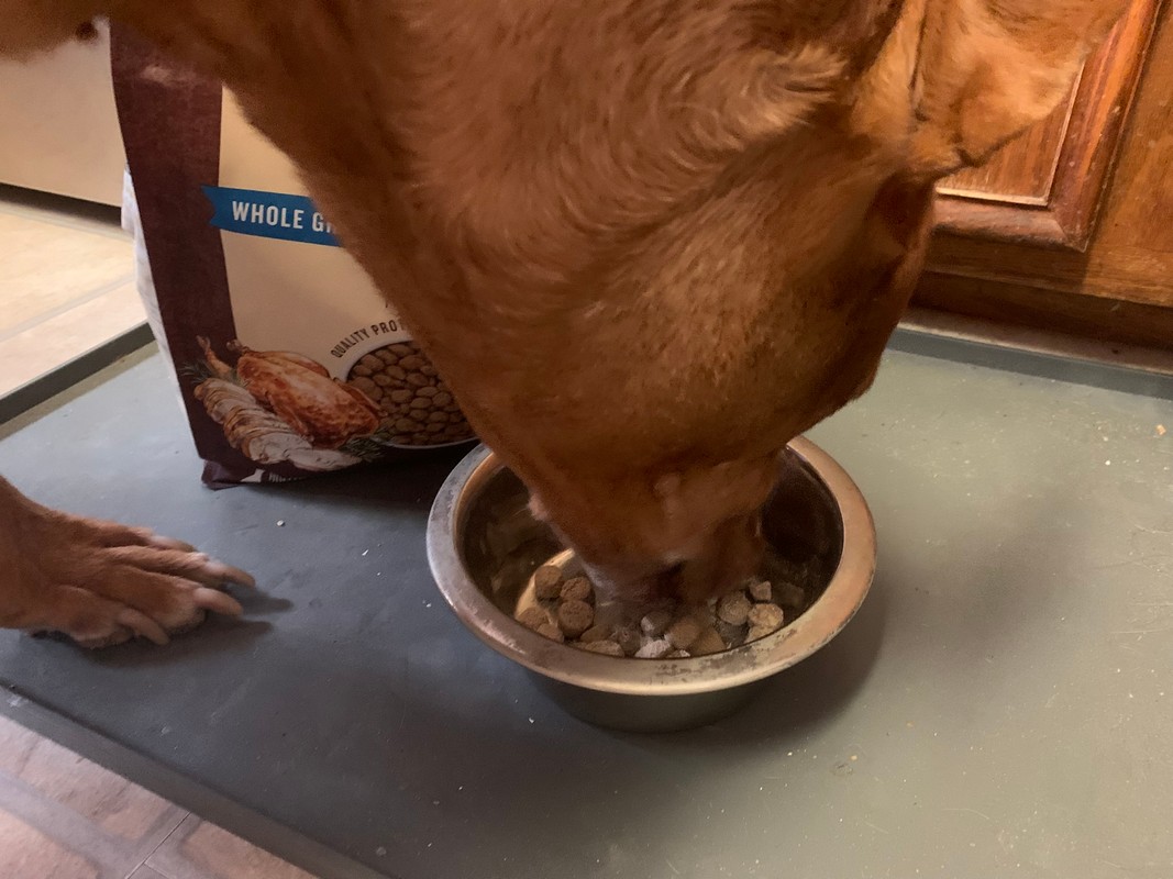 Honest Kitchen Essential Clusters: Real-World Review for Picky Dogs