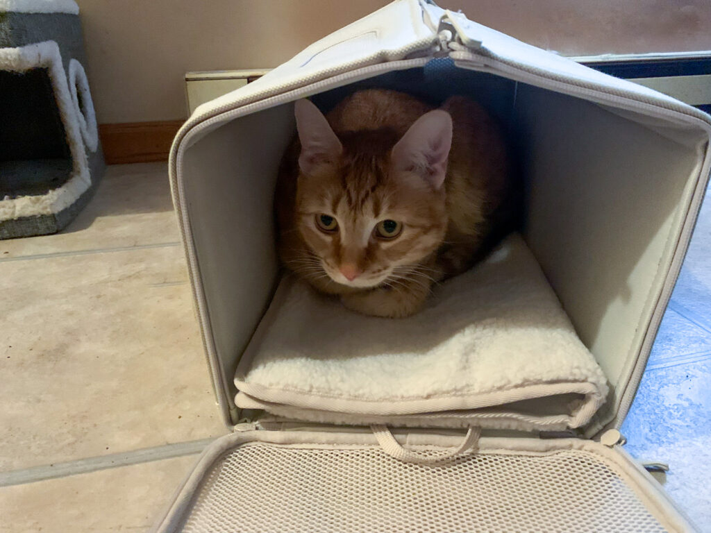 Tuft & Paw Porto Cat Carrier Review: A First-Class Upgrade for Vet Trips
