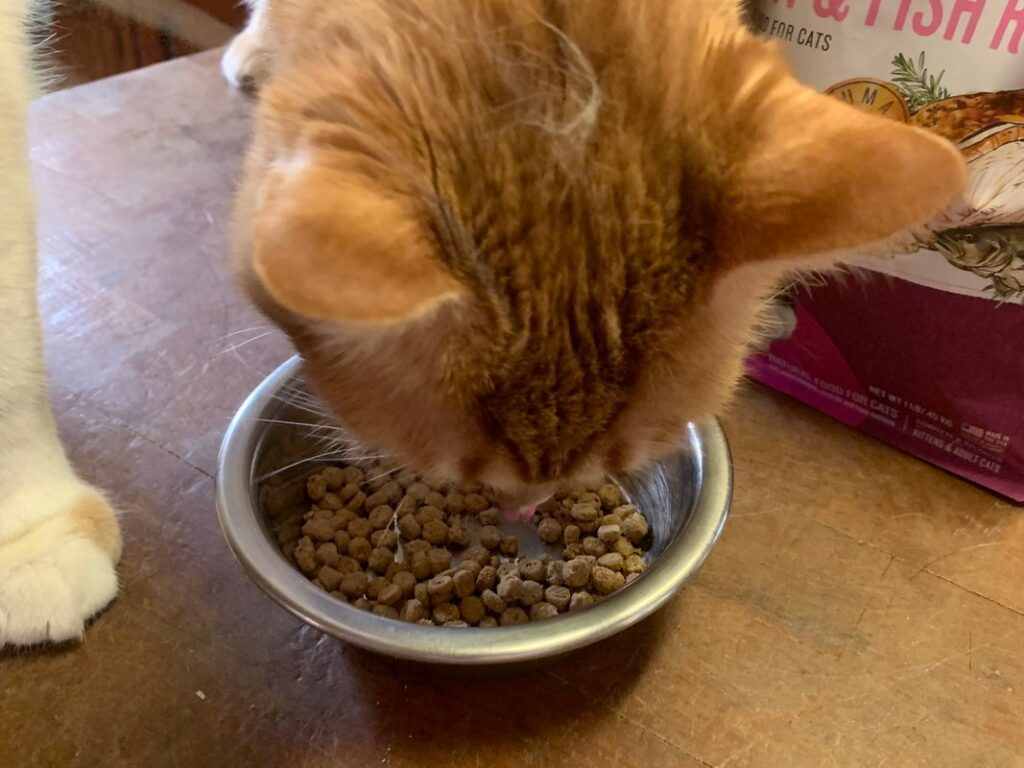 the honest kitchen cat food review