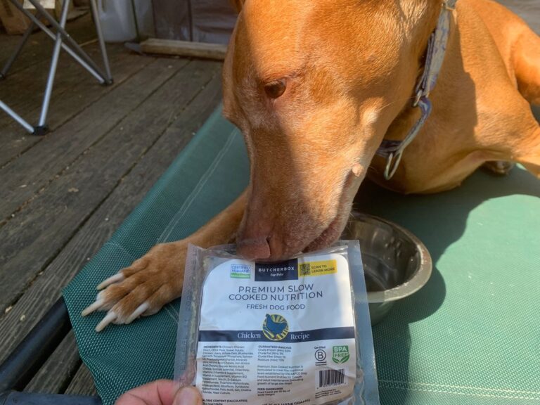 ButcherBox For Pets fresh dog food review
