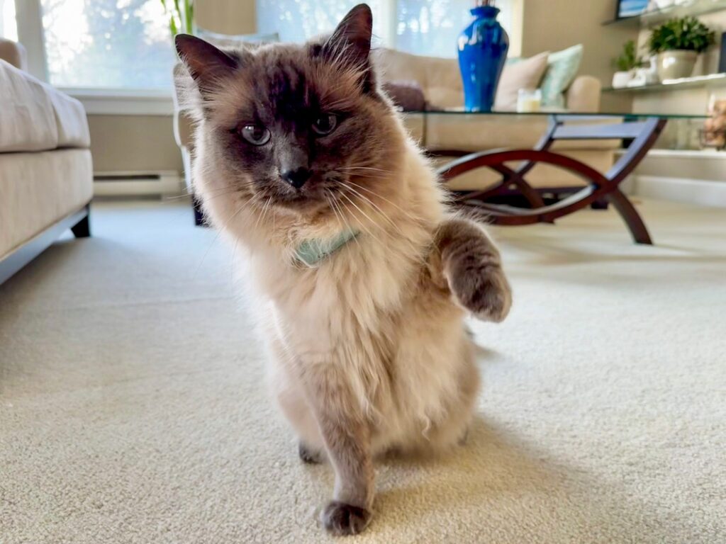 Tractive cat GPS tracker