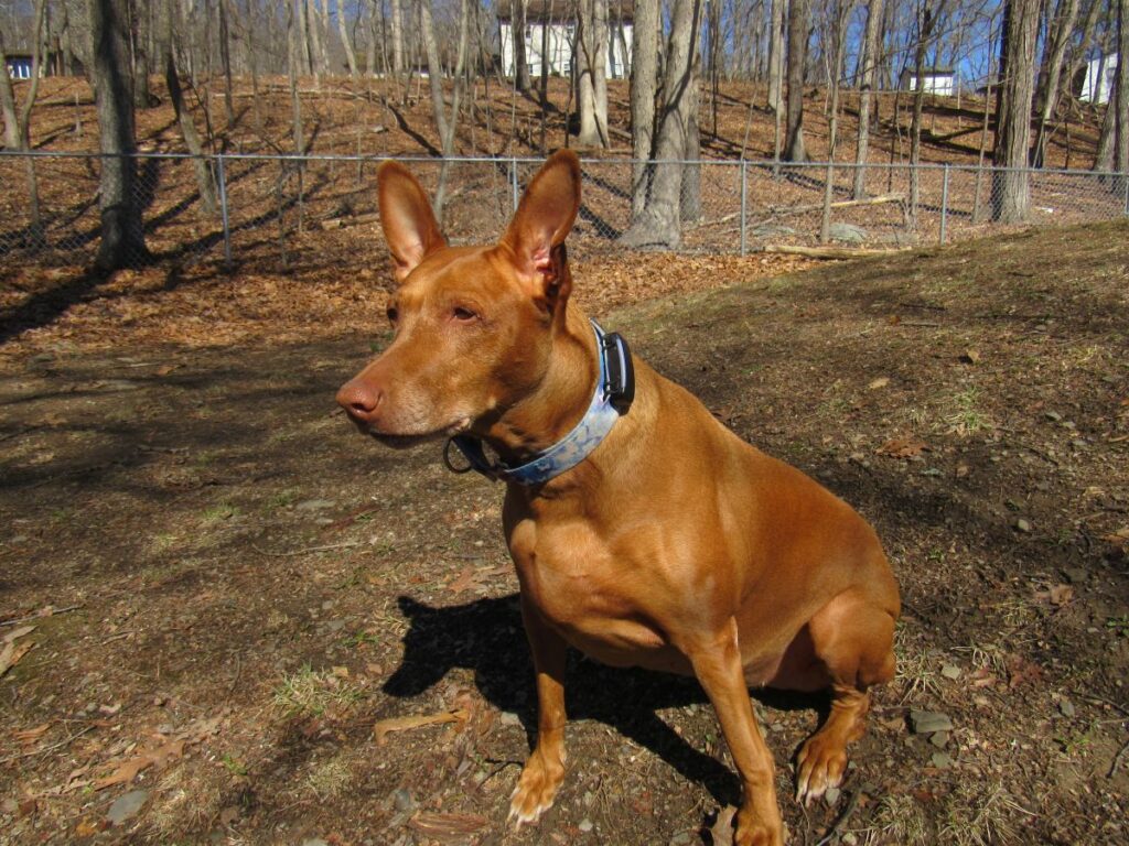 Tractive dog GPS tracker