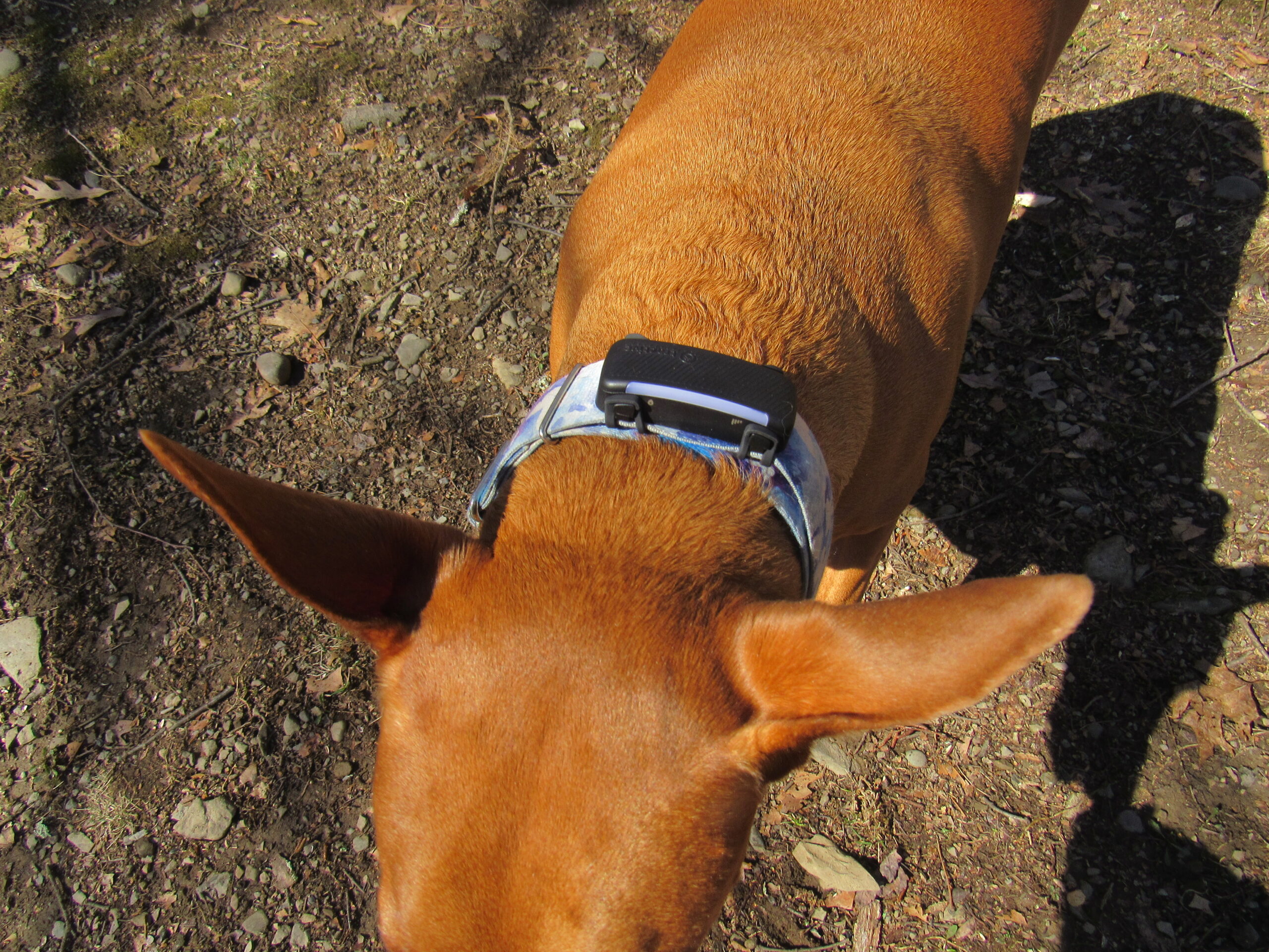tractive GPS tracker