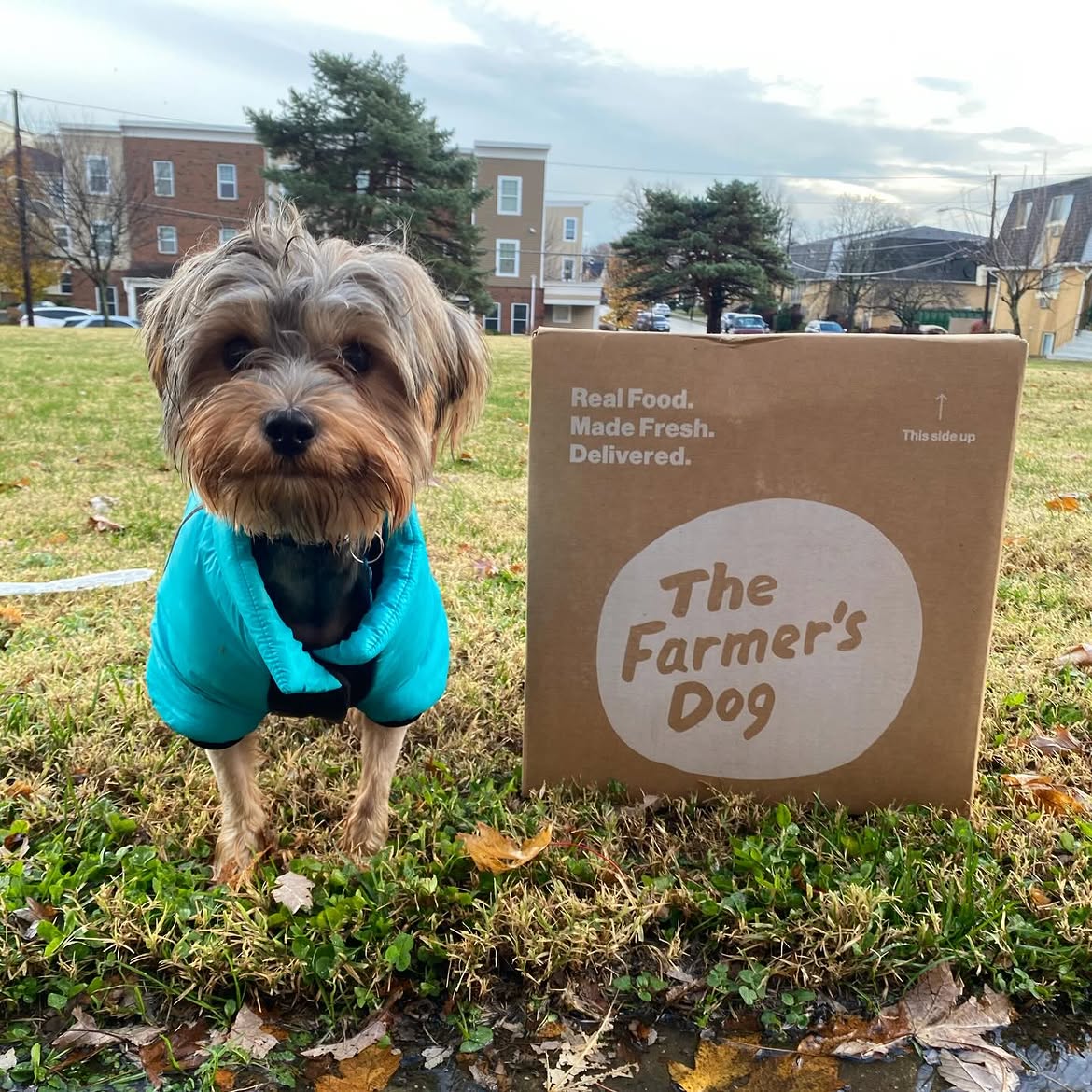 Small dog in a jacket standing next to a delivered The Farmer's Dog box