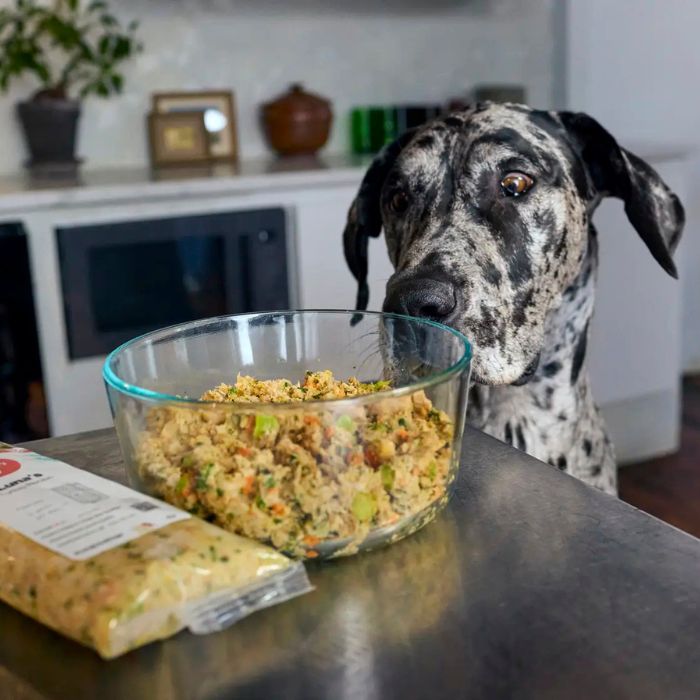 Close-up of a bowl of fresh dog food