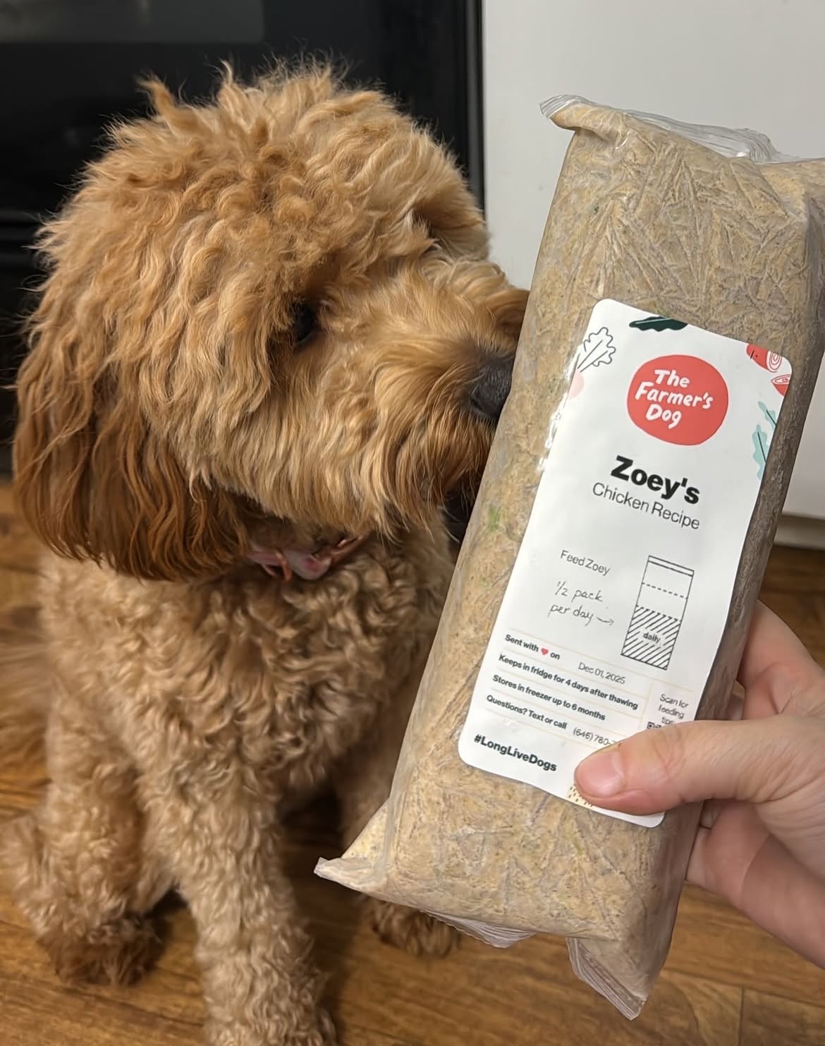 Goldendoodle with a full, healthy coat sniffing a personalized The Farmer's Dog pack