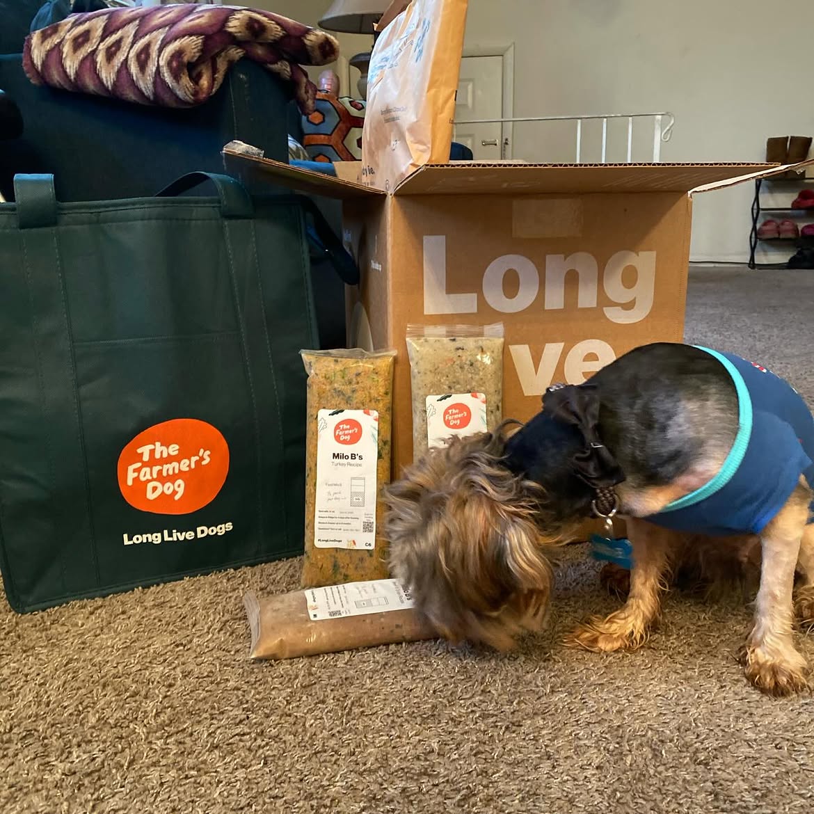 Yorkie nosing into a just-opened box of The Farmer's Dog meal packs