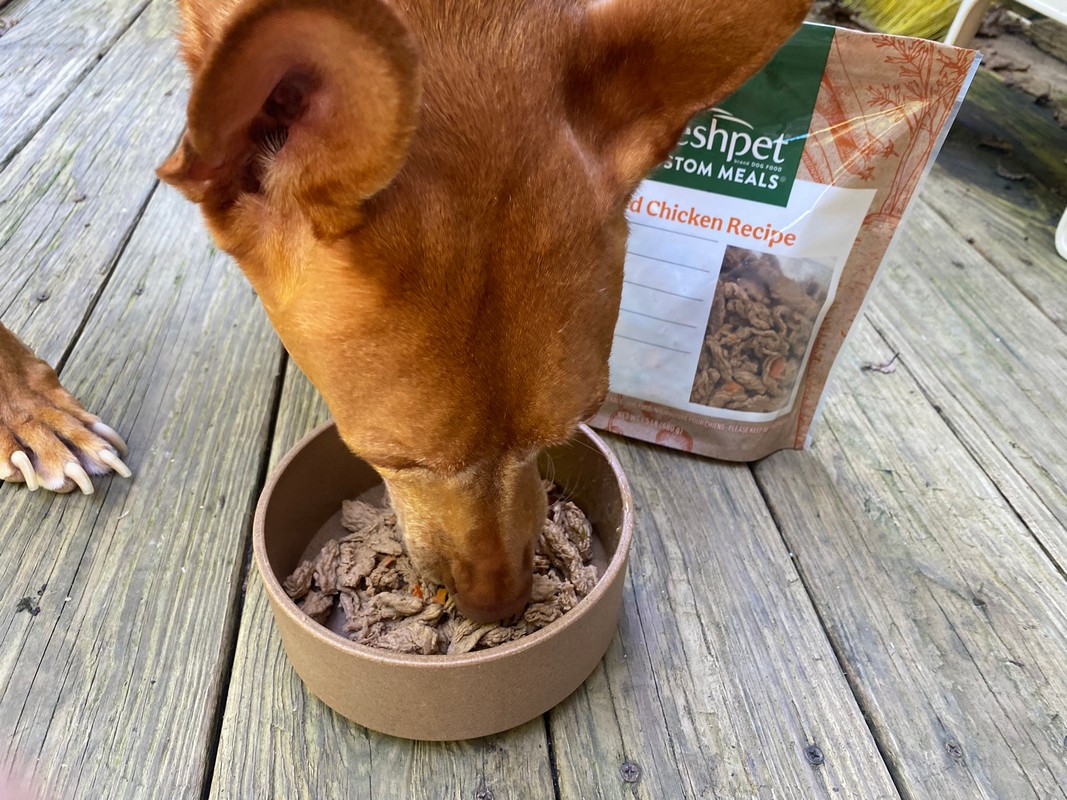 Freshpet Delivery Review: We Tried 3 Recipes With Our Picky Dog