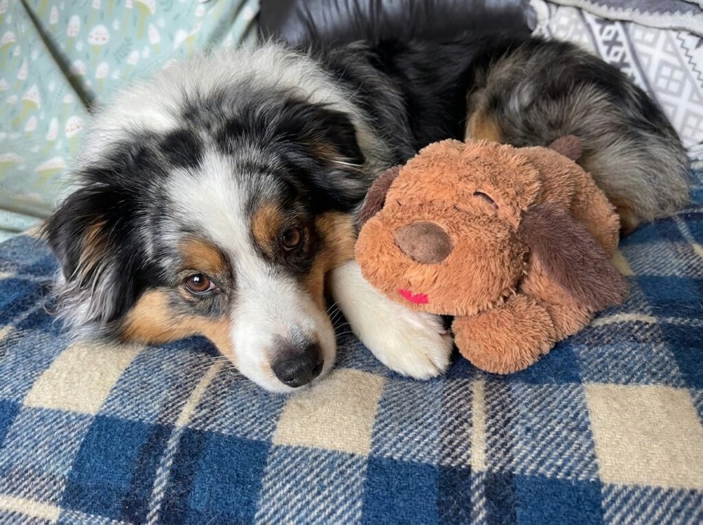 Snuggle Puppy: Worth It or Gimmick? We Researched Thousands of Reviews to Find Out