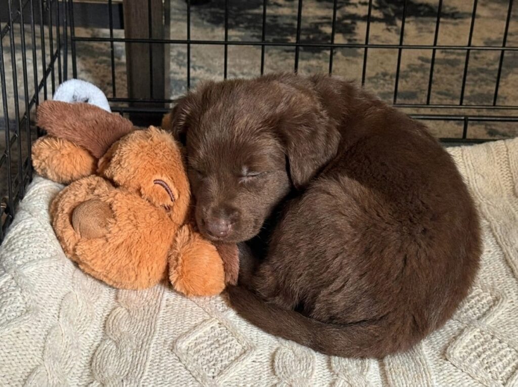 Snuggle Puppy: Worth It or Gimmick? We Researched Thousands of Reviews to Find Out