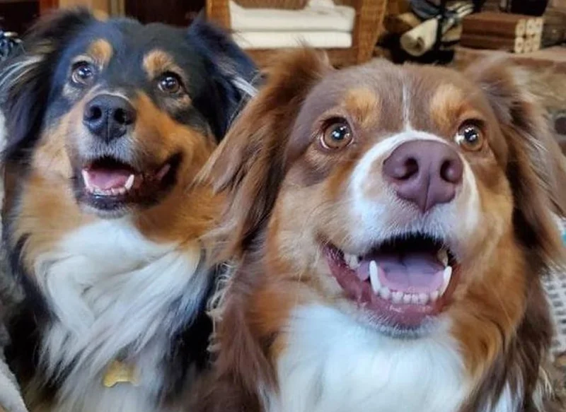 Janet's dogs, thriving on Freshpet