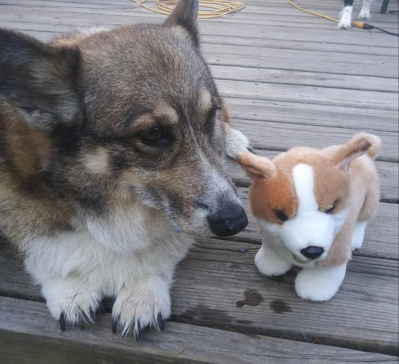 Jeb the corgi, Freshpet customer