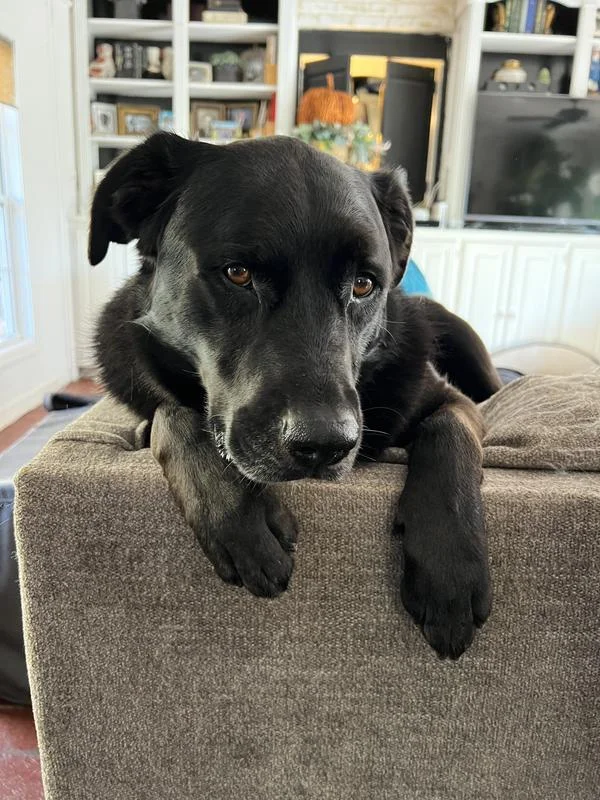 Olive the black lab mix, whose itching stopped after switching to Freshpet