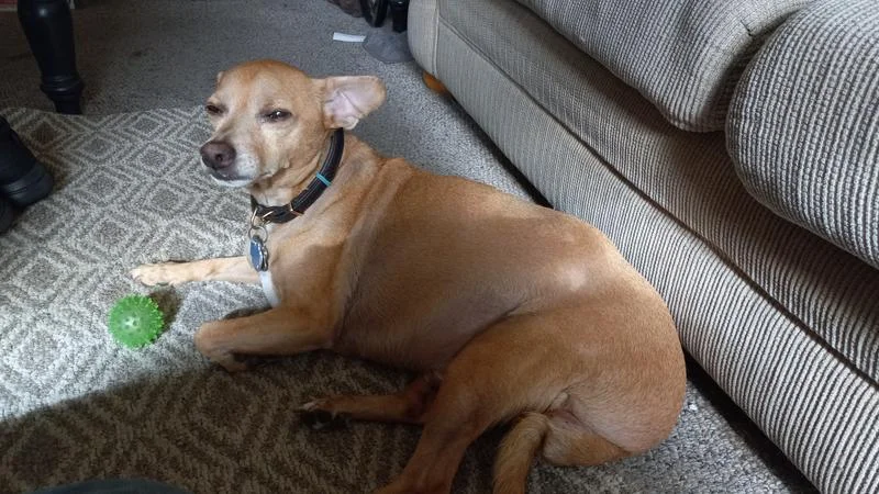 Rooney, who lost the weight after switching to Freshpet