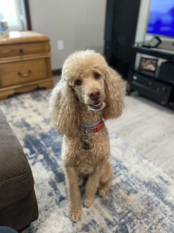 Rosie the standard poodle, Freshpet customer