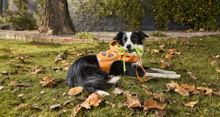 PetSmart Halloween Shop f
