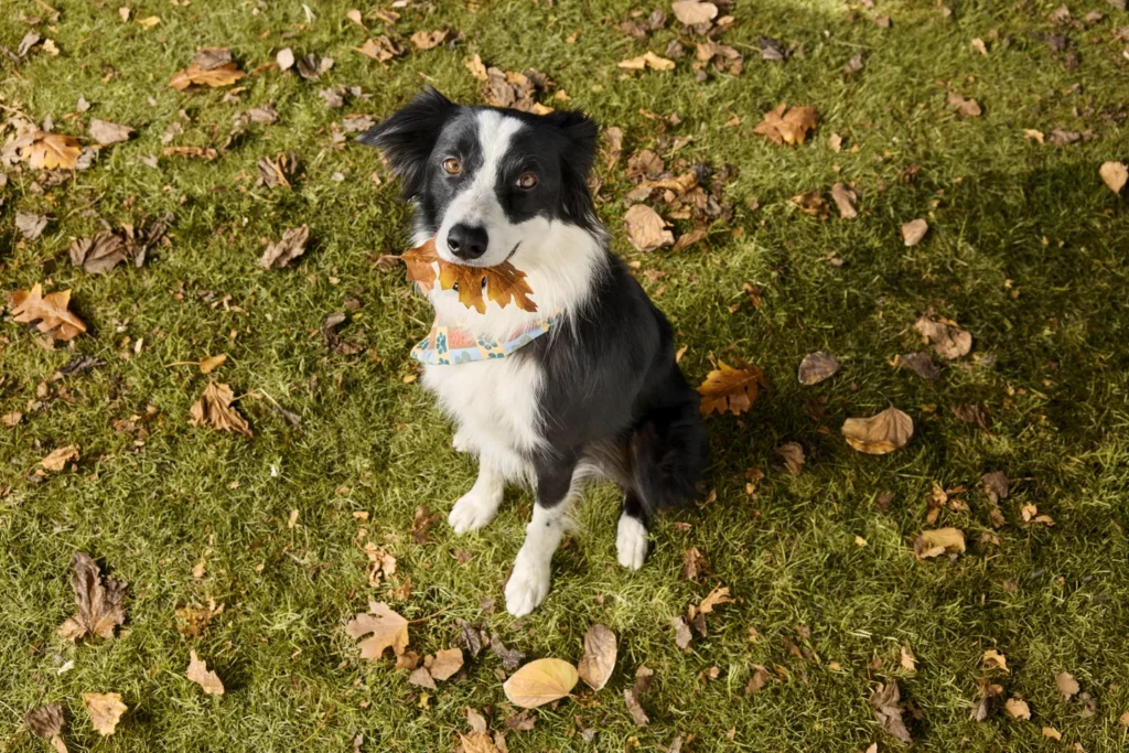 PetSmart Fall Savings Event