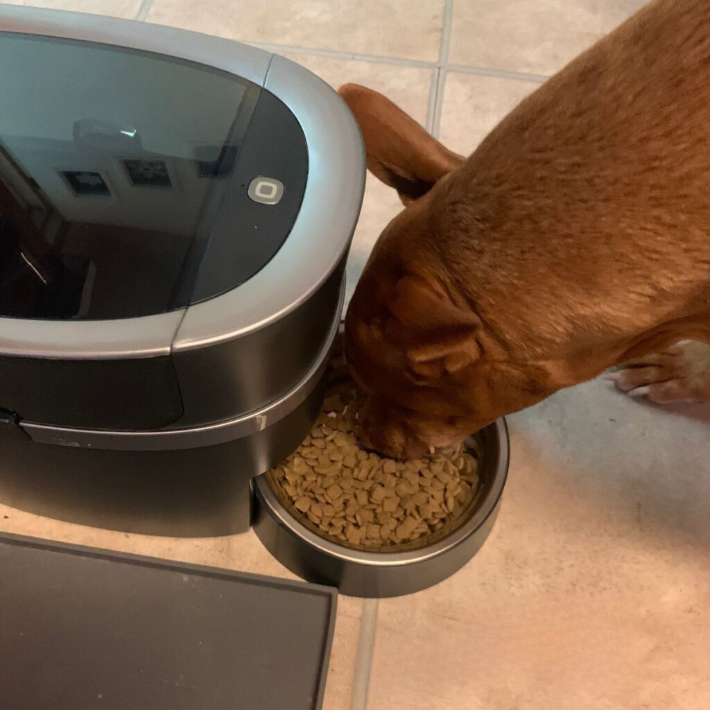 Petsafe Smart Feeder for portion control