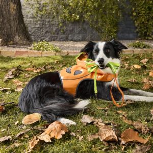 PetSmart Halloween Shop f