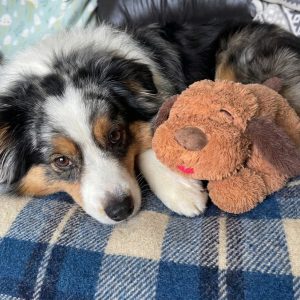 Snuggle Puppy: Worth It or Gimmick? We Researched Thousands of Reviews to Find Out
